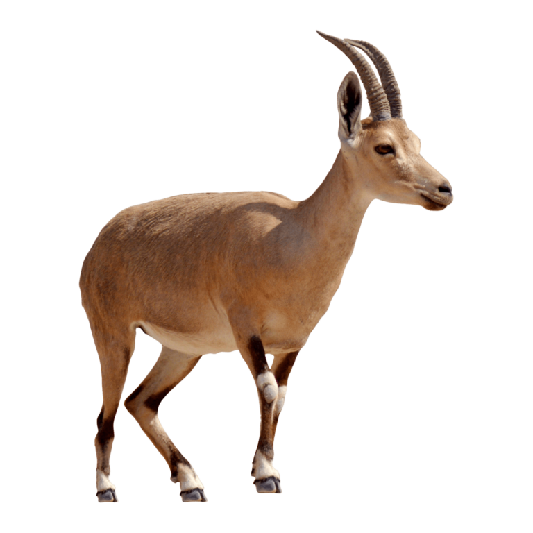 Adar the israel bible