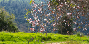 A blossoming almond tree in central Israel (Shutterstock.com)