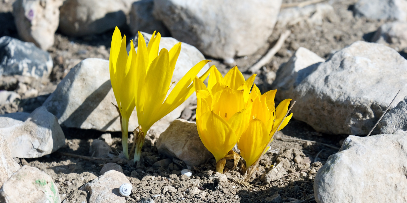 Flowers blooming in the Negev Desert (Shutterstock.com)