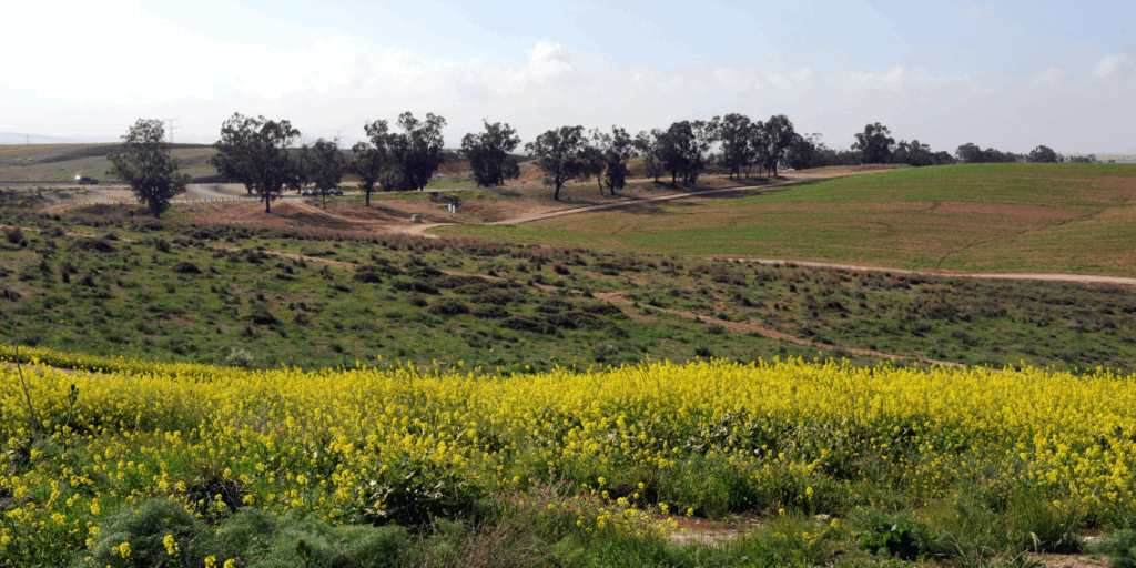 Negev landscape (Mark Neyman, GPO)