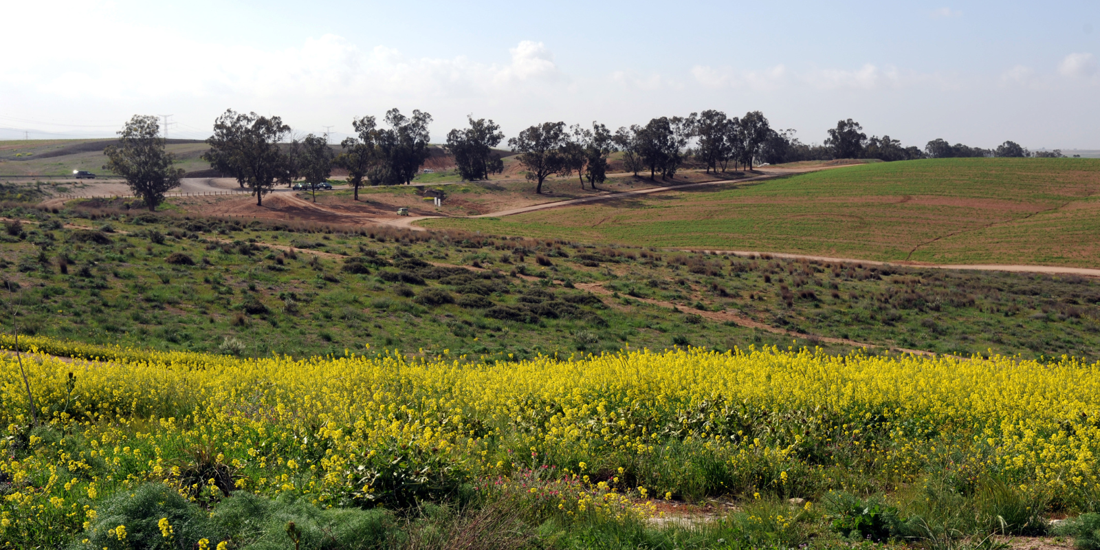 Negev landscape (Mark Neyman, GPO)