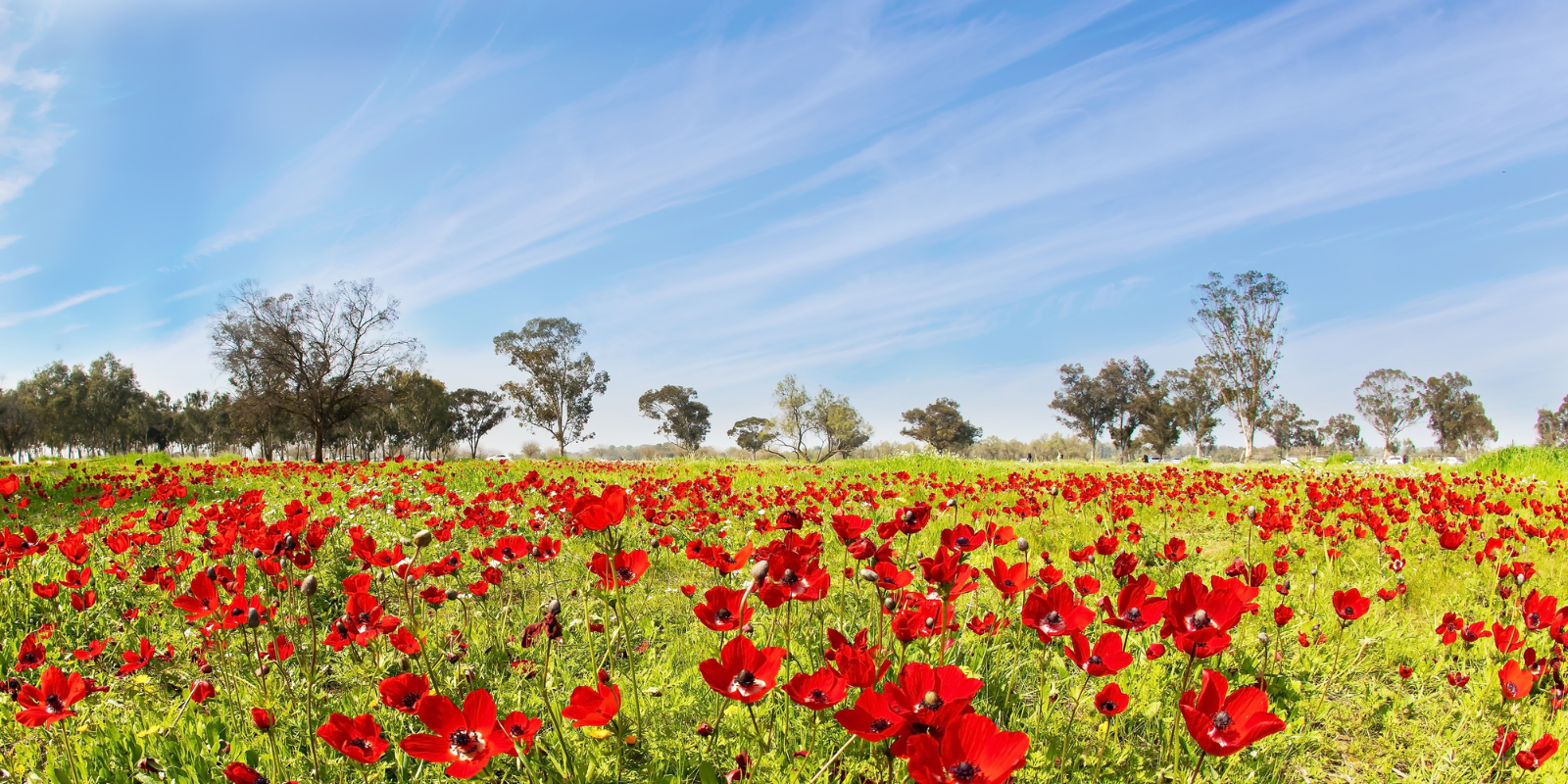 Early spring in Kibbutz Beeri (Shutterstock.com)