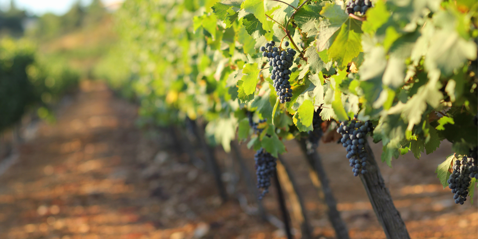 A vineyard in Gush Eztion (Shutterstock.com)