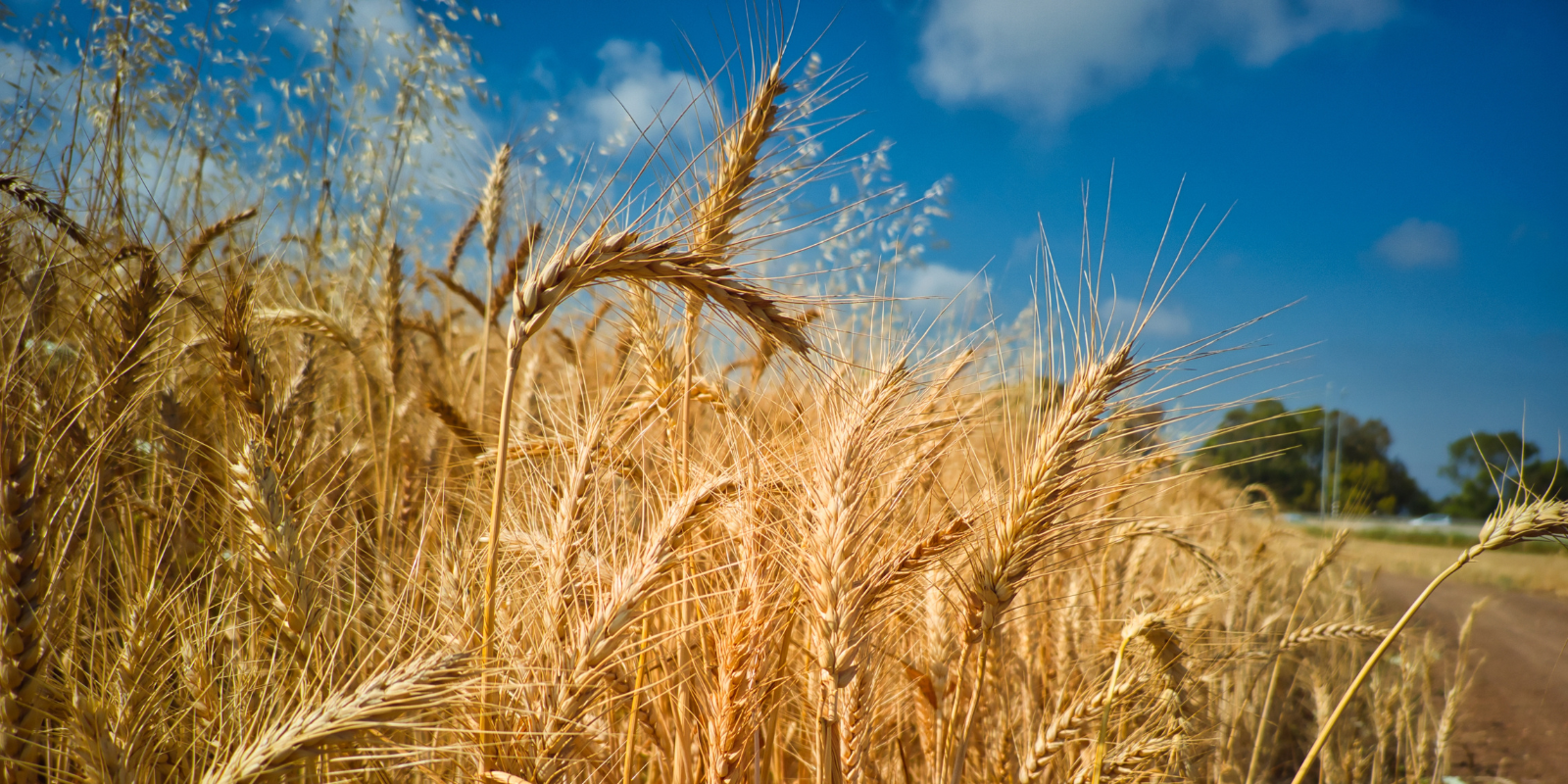 A wheat field in northern Israel (Shutterstock.com)