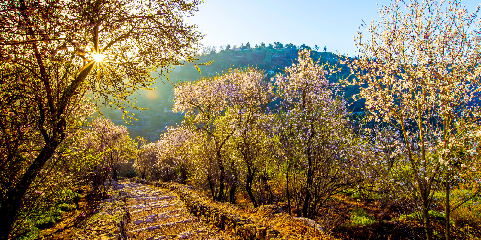Blossoming almond trees in the Judean Hills (Shutterstock.com)