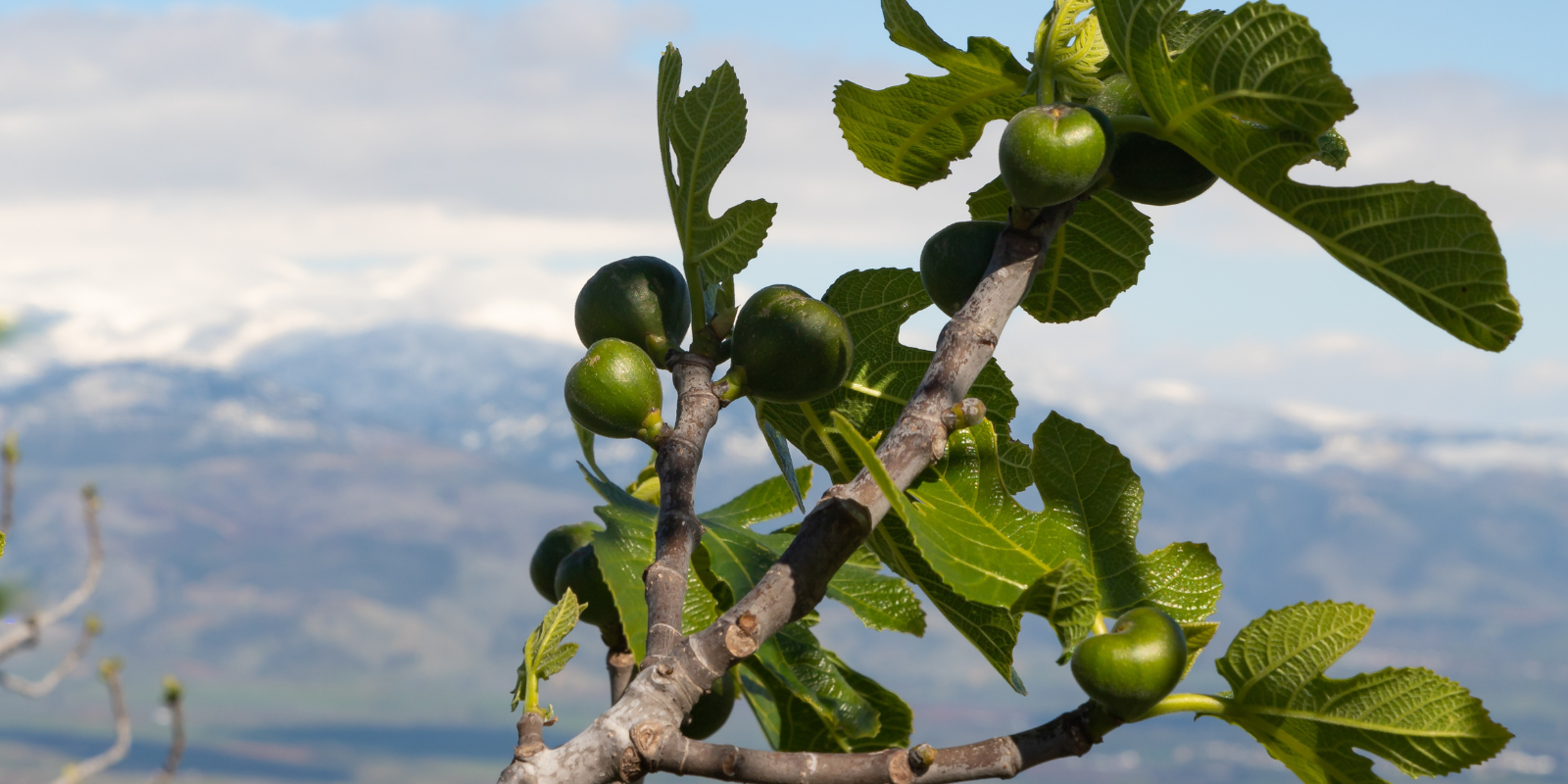 A fig tree in the Upper Galilee (Shutterstock.com)