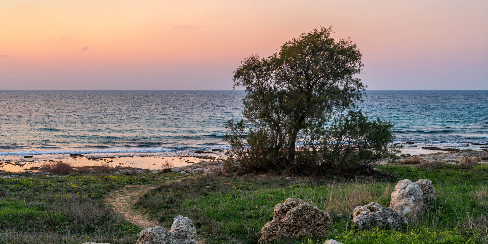 A lone tree on the Mediterranean Sea (Shutterstock.com)