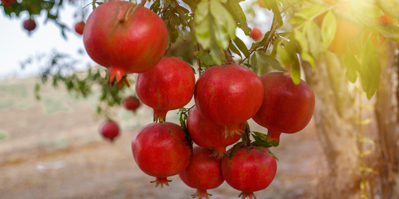 Pomegranates trees blooming in Israel (Shutterstock.com)