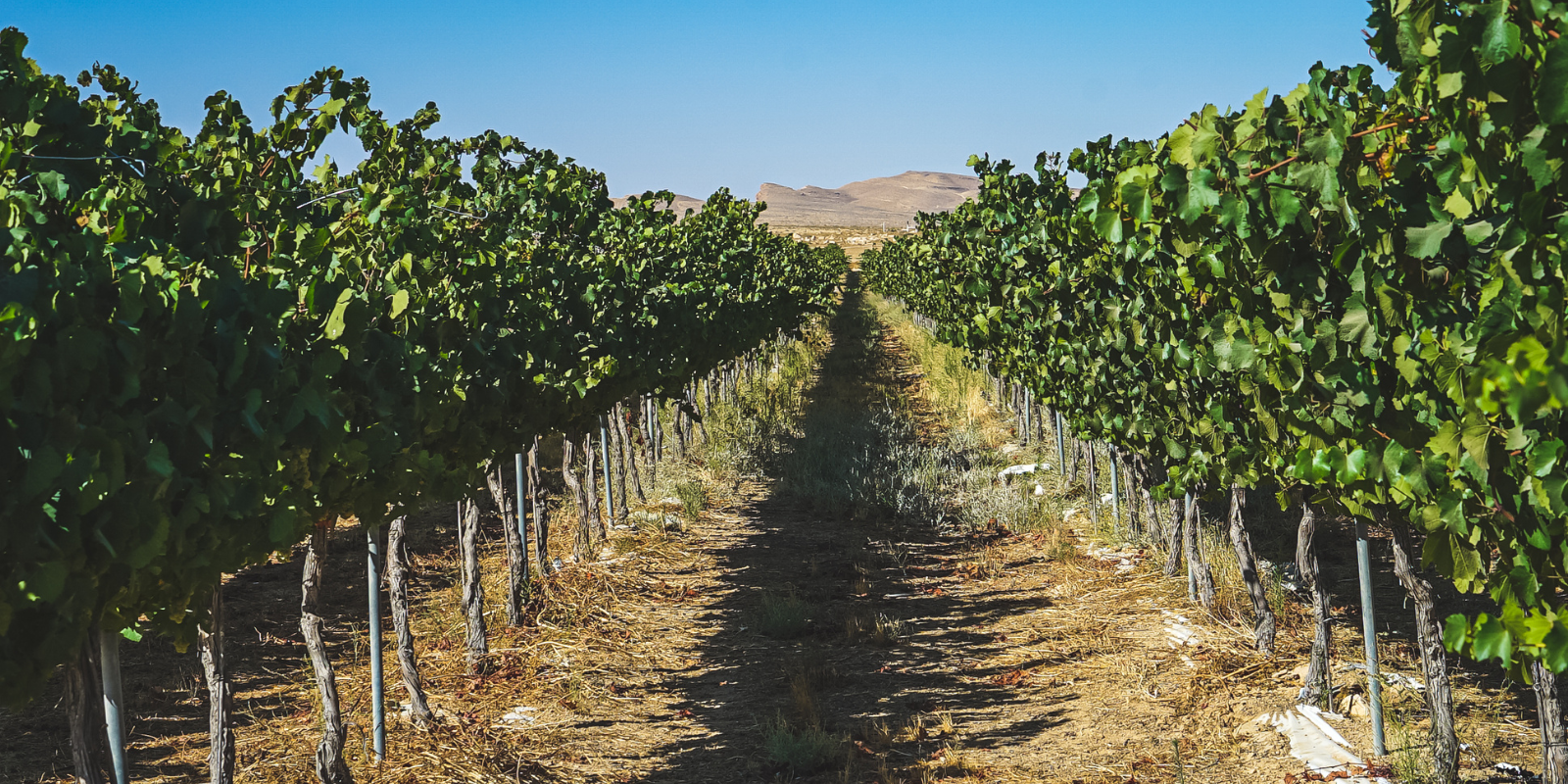 A vineyard in the Negev Desert (Shutterstock.com)