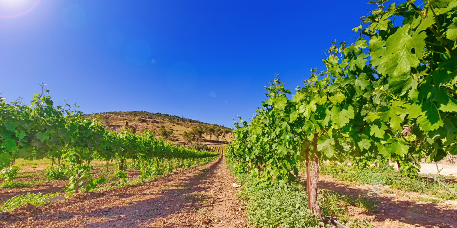 Green vines against the brilliant blue Israeli sky (Shutterstock.com)