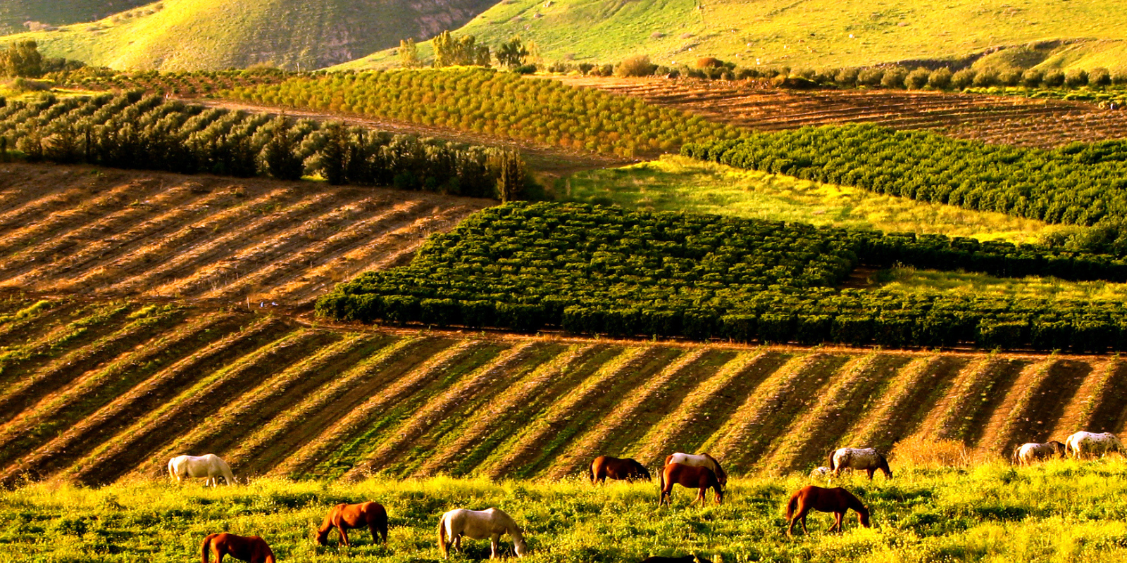 The Golan Heights (Shifra Levyathan, CC BY 2.5 , via Wikimedia Commons)