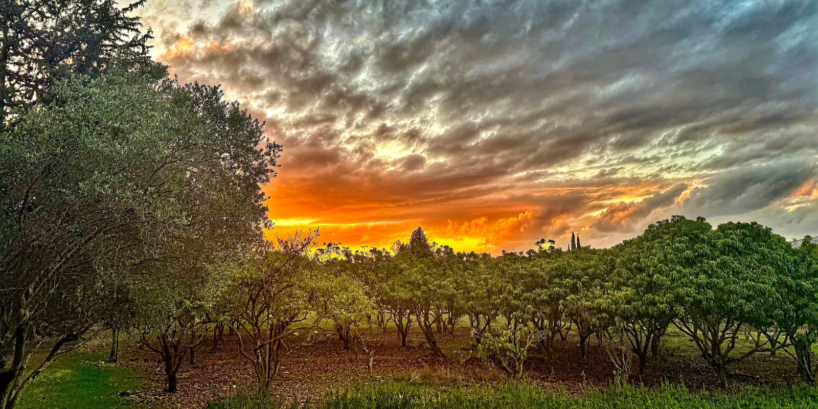 Sunset over Chorazim in the Galilee (Dov Kram)