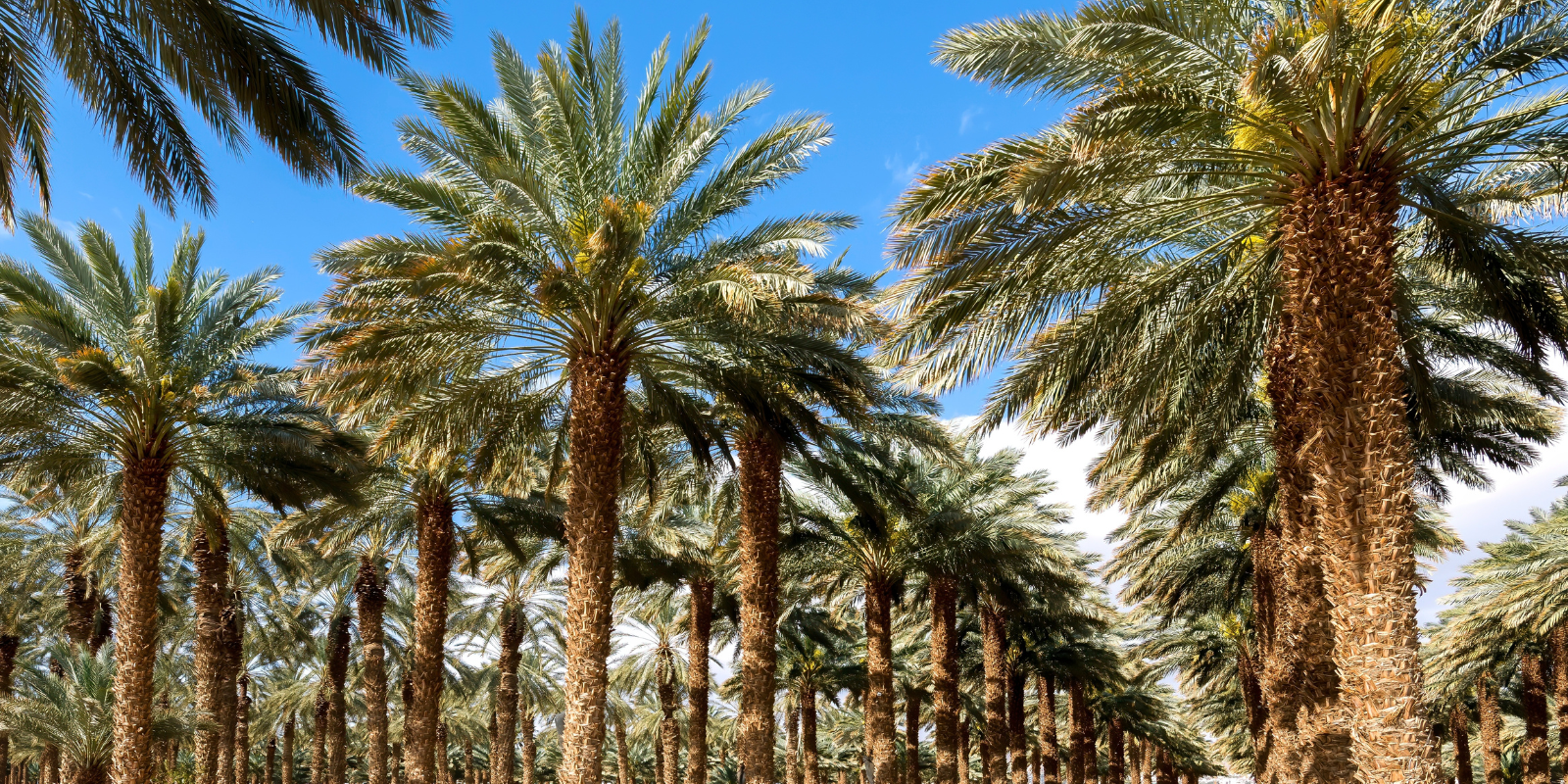 A plantation of date palm trees in Israel (Shutterstock.com)