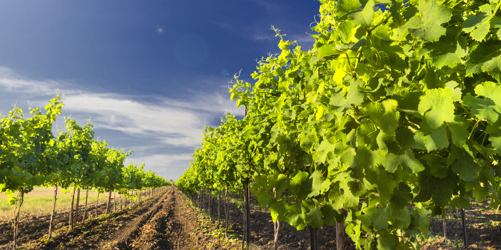 A green vineyard under the blue Israeli sky (Shutterstock.com)
