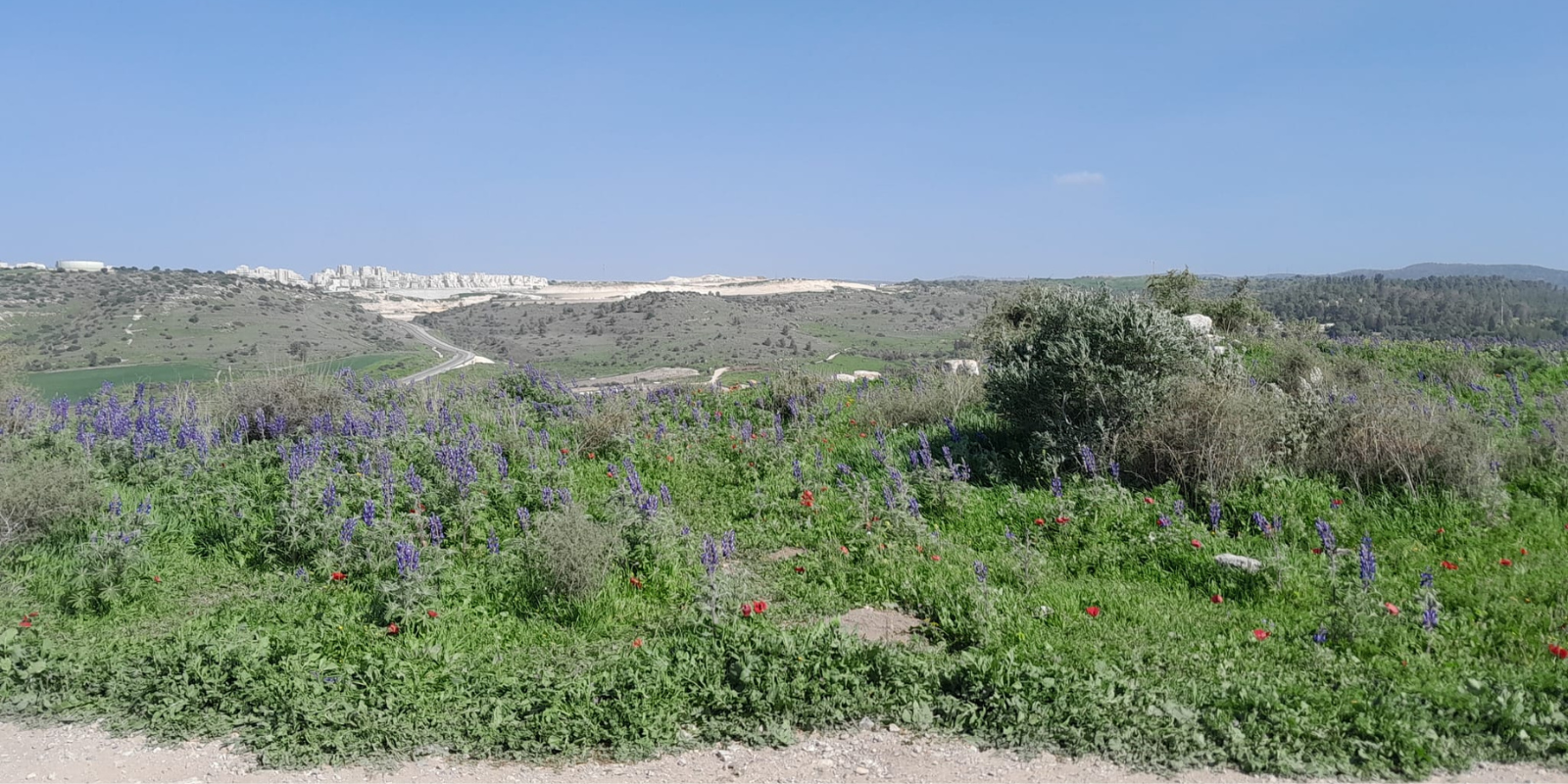 Spring flowers in the Elah Valley (Shira Schechter)