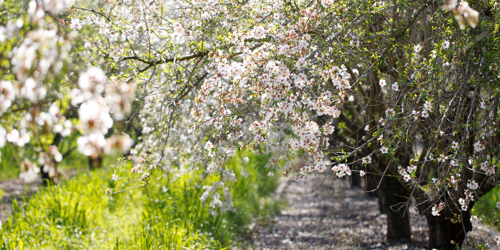 Blooming almond trees in an Israeli field (Shutterstock.com)