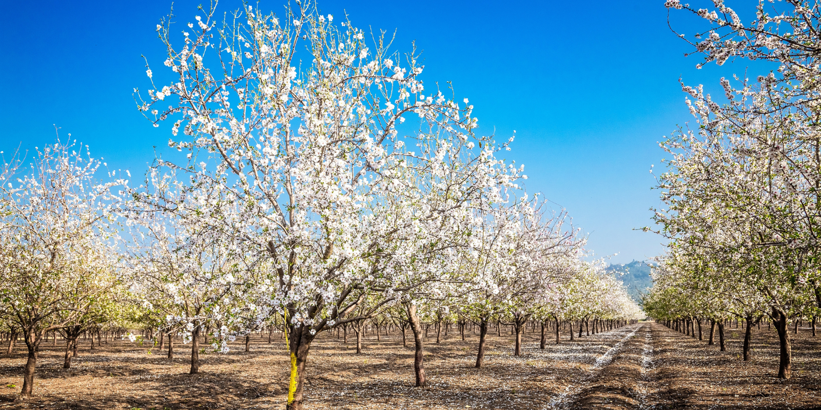 Blooming almond trees in nothern Israel (Shutterstock.com)