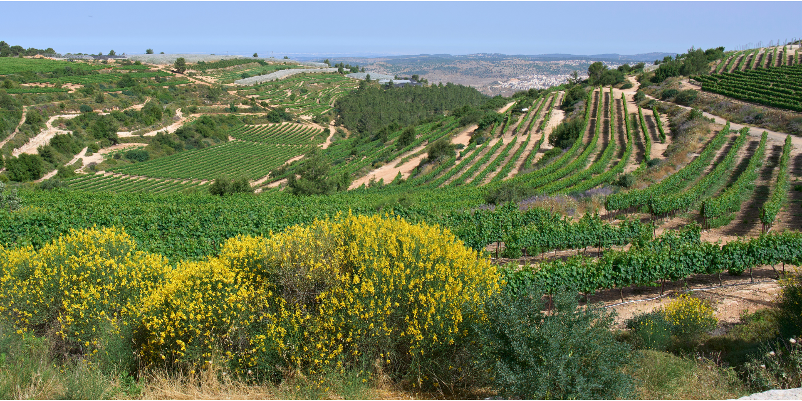 Vineyard terraces in the Judaean Mountains (Shutterstock)