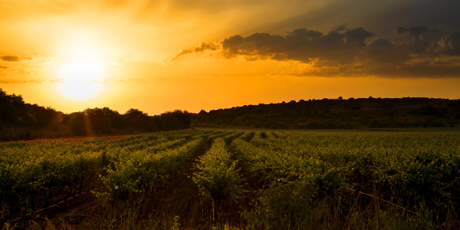 Sunrise over a vineyard in northern Israel (Shutterstock)