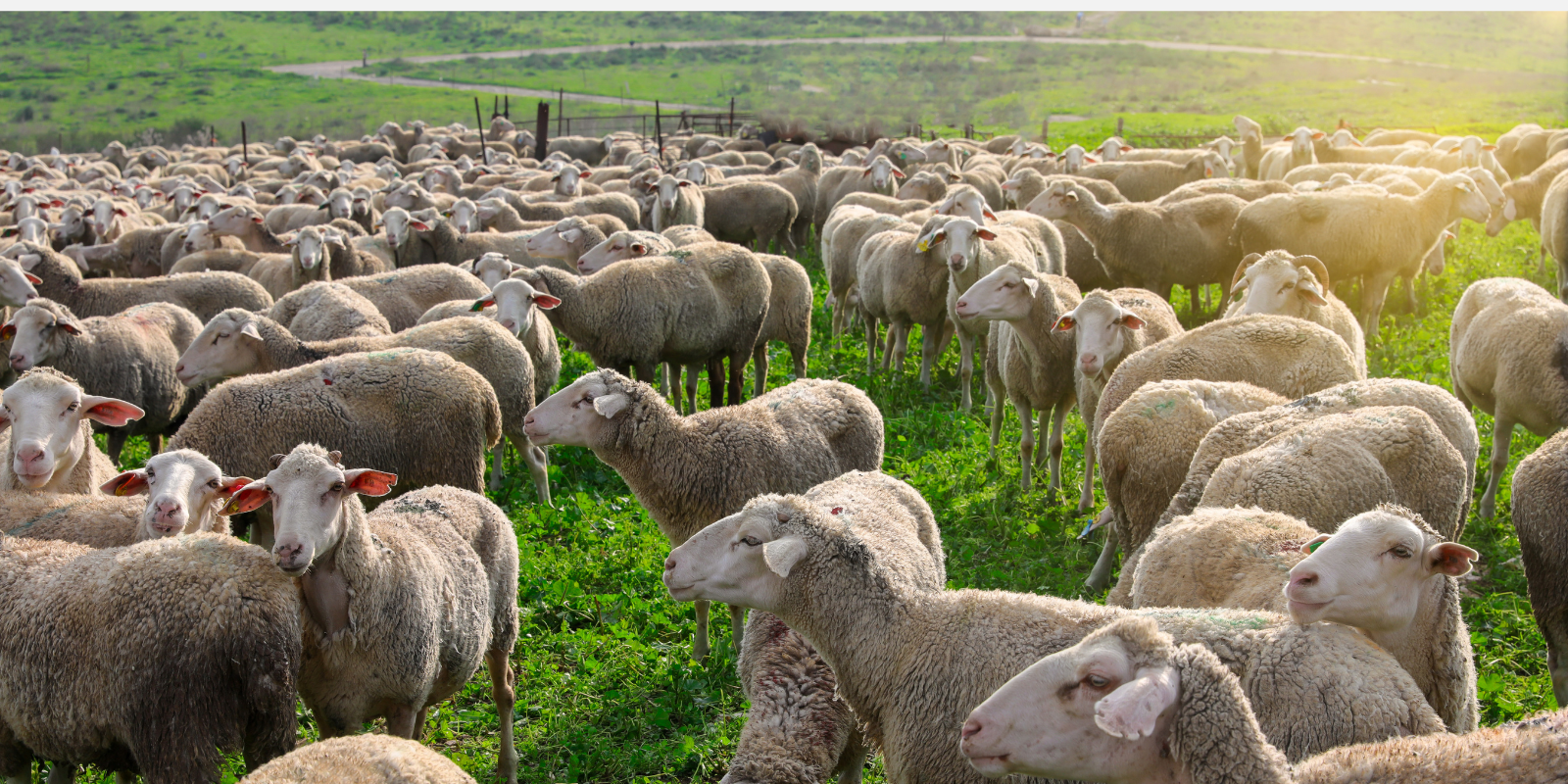 A tranquil moment with a flock of sheep in the scenic beauty of Israel (Shutterstock)