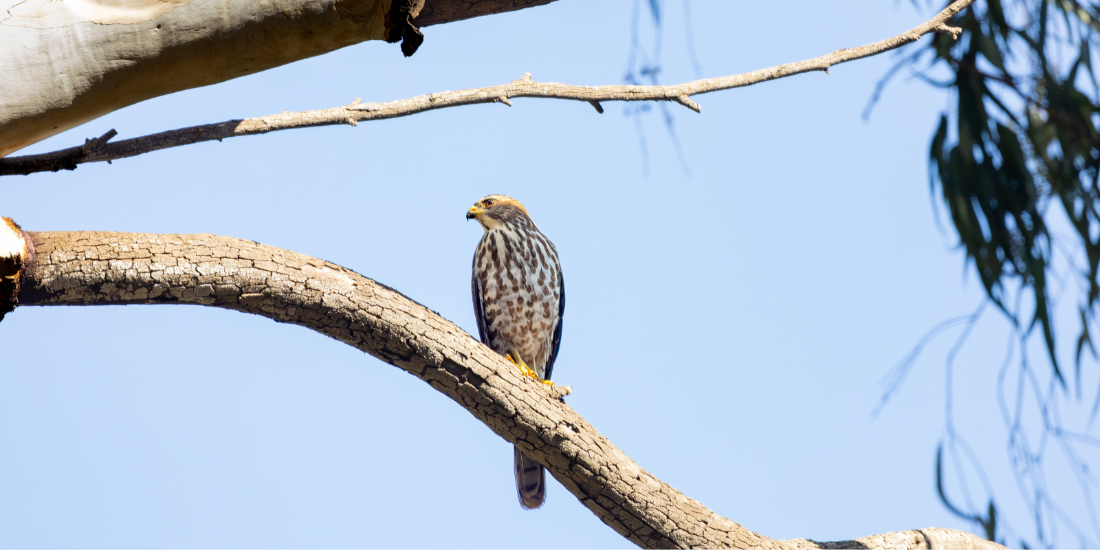 A Red Kite at a nature reserve in northern Israel (Shutterstock)