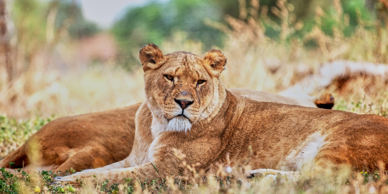 A lioness at the Ramat Gan Safari, Israel (Evgeny Meerson, Shutterstock.com)