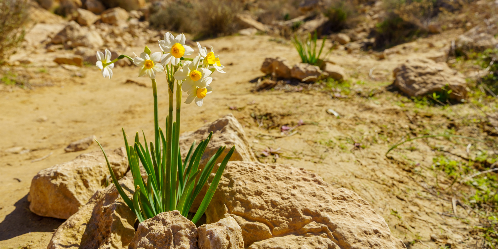 Flowers in the Negev Desert (RnDmS, Shutterstock.com)