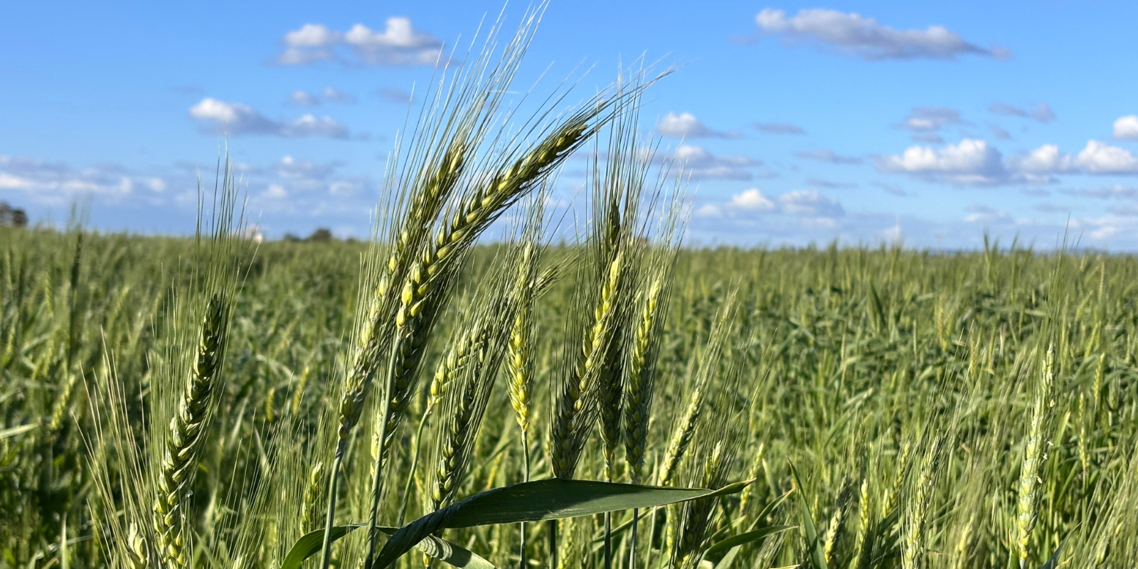 A wheat field in northern Israel (ervin herman, Shutterstock.com)