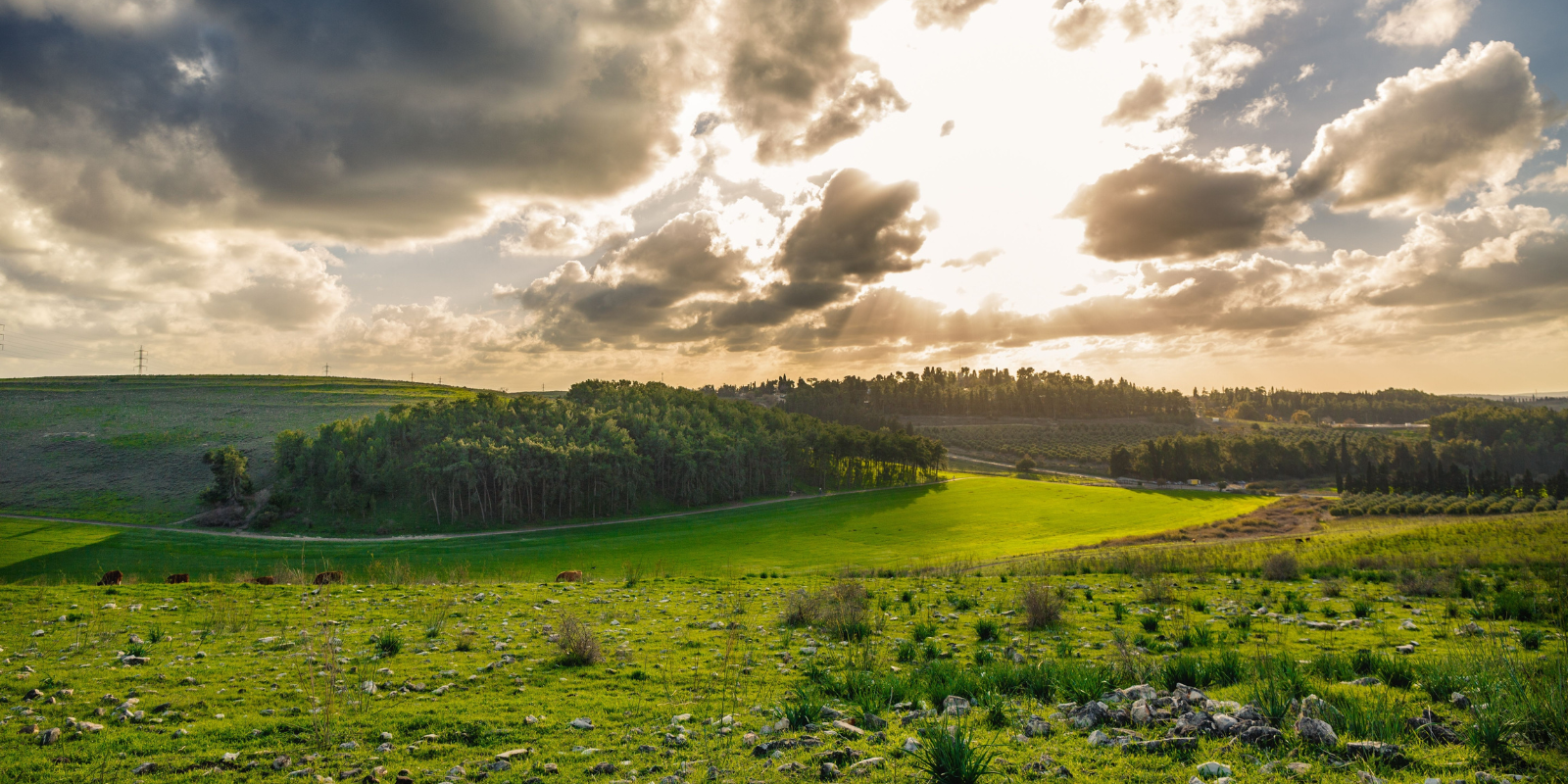 A green field in northern Israel (Wirestock Creators, Shutterstock.com)