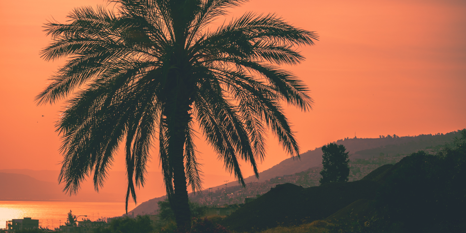 A palm tree near the Sea of Galilee (vvvita, Shutterstock.com)