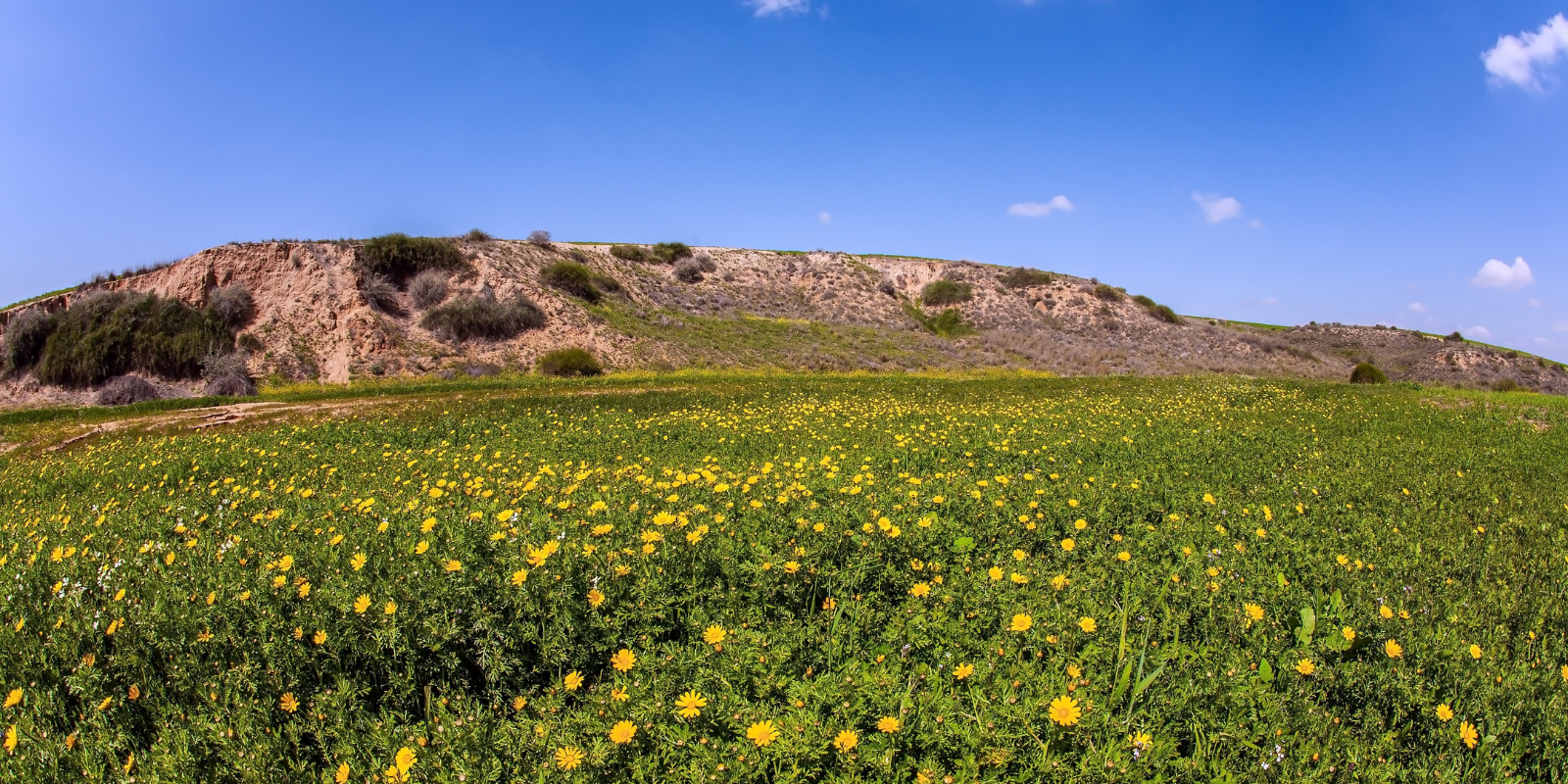 A blooming field in the Negev desert (kavram, Shutterstock.com)
