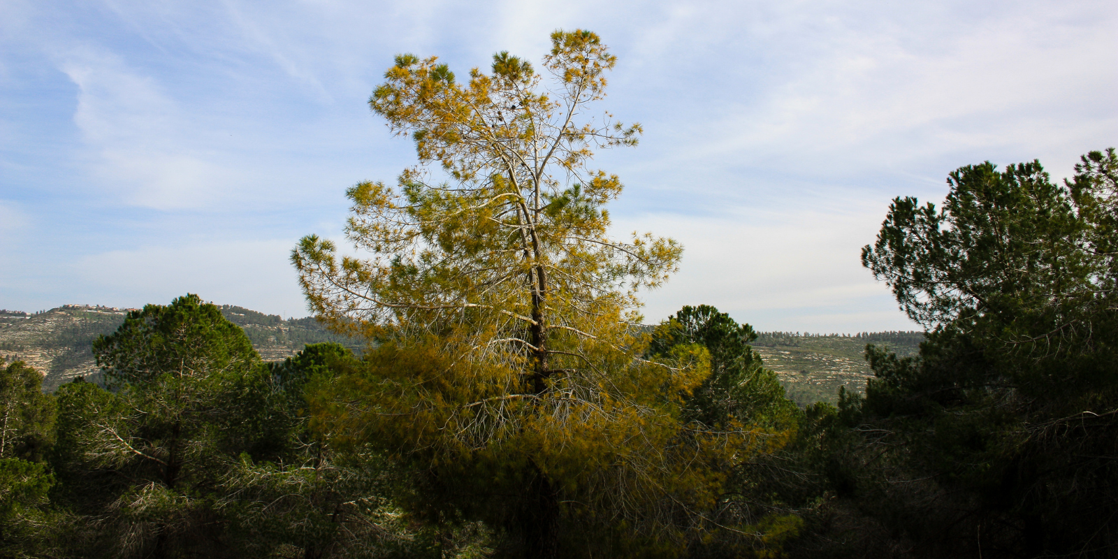 A tree in a forest near Jersualem (Jose HERNANDEZ Camera 51, Shutterstock.com)