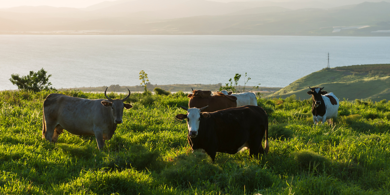 Cows grazing in the Golan Heights, part of the area settled by Reuben, Gad and half of Manasseh (Nina Mikryukova, Shutterstock.com)