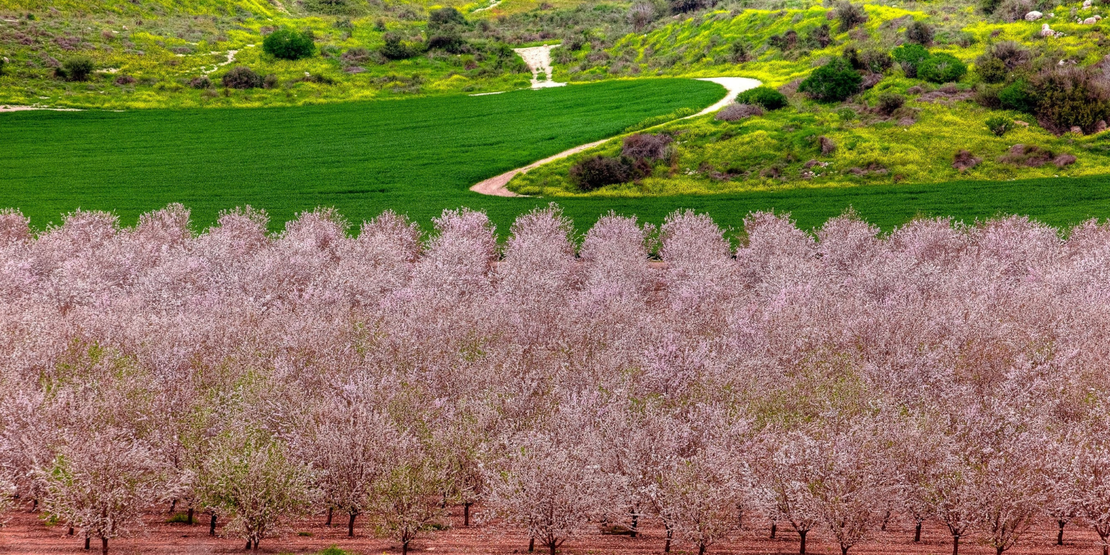 The Elah Valley in central Israel (Wirestock Creators, Shutterstock.com)