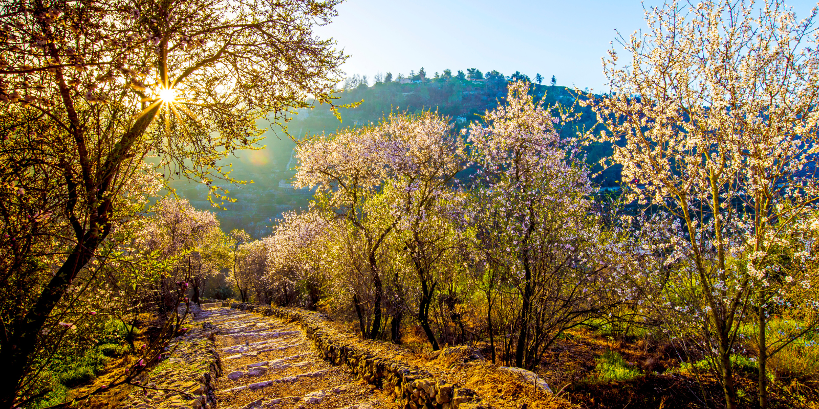 Nature trail in the Judean Hills (John Theodor, Shutterstock.com)
