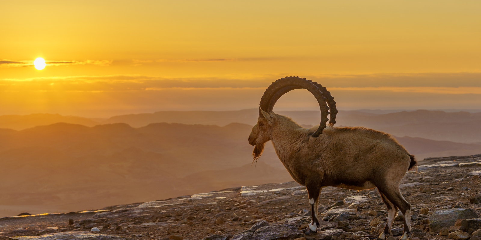 Sunrise at the Ramon Crater in the Negev Desert (RnDmS, Shutterstock.com)