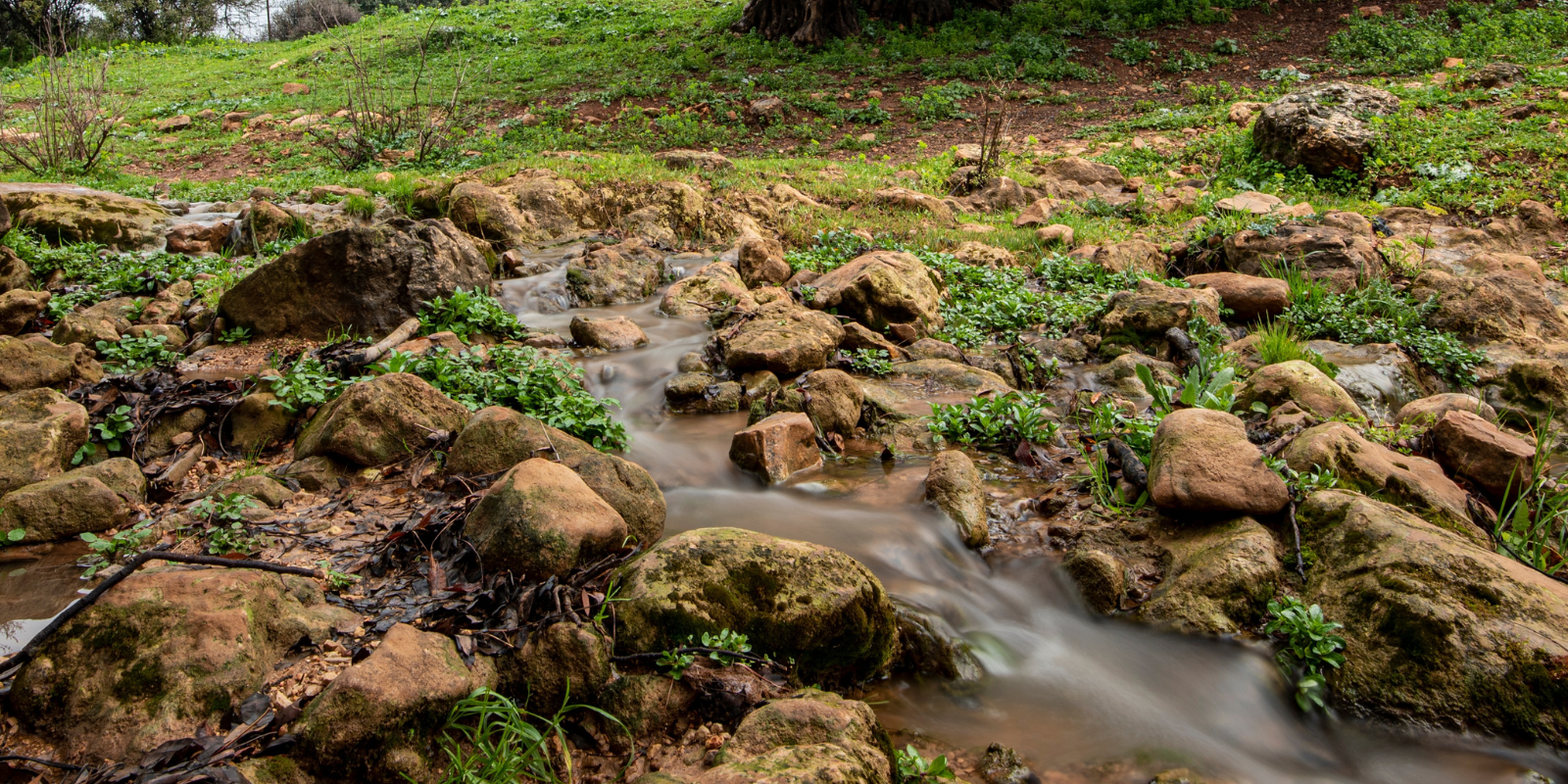 A brook in northern Israel (Shimon Gabai, Shutterstock.com)