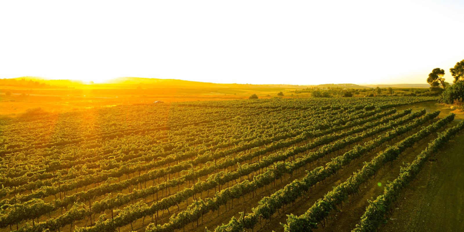 A vineyard near Latrun, Israel (shotka84, Shutterstock.com)