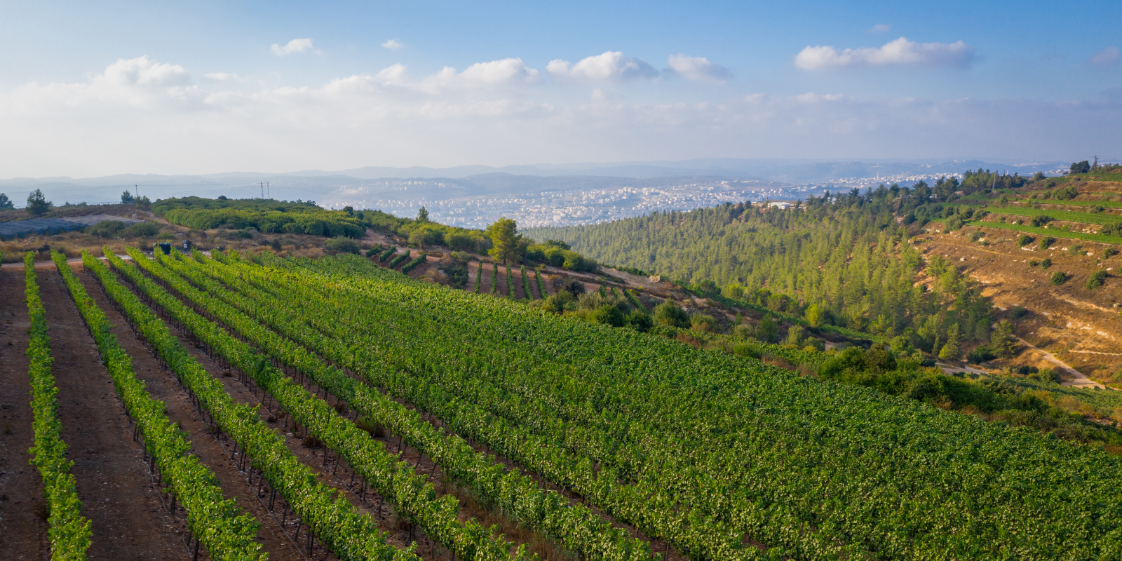 Vineyards in the Judean Hills, Israel (Seth Aronstam, Shutterstock.com)